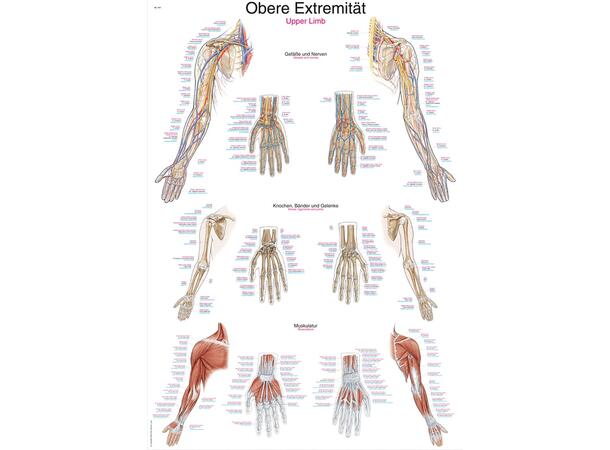 Plakat Upper Limb 50 x 70 cm Papir